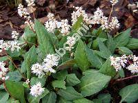 Bistorta tenuicaulis (Biss. et Moore) Nakai (Polygonum tenuicaule, Percicaria tenuicaulis)