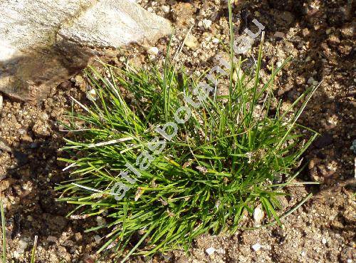 Carex humilis Leyss.