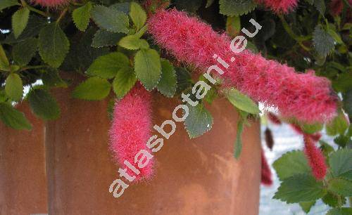 Acalypha hispaniolae Urb.