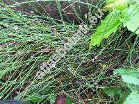Equisetum variegatum (Equisetum variegatum Weber et Mohr, Hippochaete variegata (Schleich.) Bruhin)