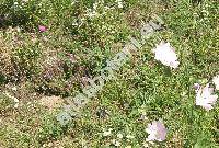 Thymus pulegioides L. (Thymus ovatus Mill., Thymus montanus W. et K. Desc., Thymus chamaedrys Fries.)