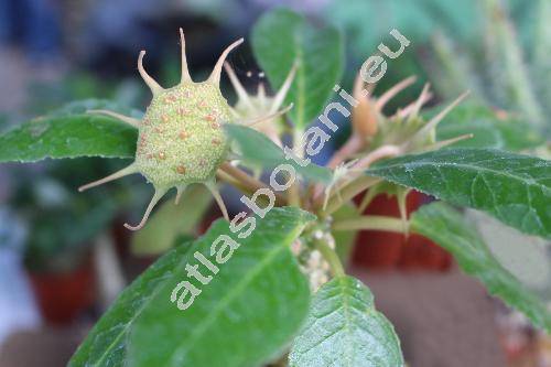 Dorstenia foetida Schweinf. (Dorstenia arabica, Kosaria foetida Forssk.)