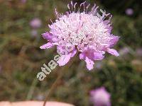 Scabiosa canescens Waldst. et Kit. (Scabiosa suaveolens Desf. ex DC., Columbaria canescens (Waldst. et Kit.) J. et C. Presl, Asterocephalus suaveolens (Desf.) Wallr.)