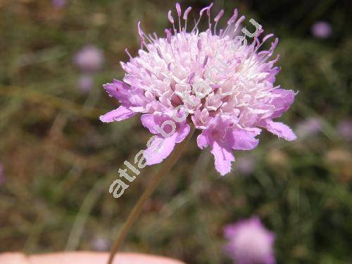 Scabiosa canescens Waldst. et Kit. (Scabiosa suaveolens Desf. ex DC., Columbaria canescens (Waldst. et Kit.) J. et C. Presl, Asterocephalus suaveolens (Desf.) Wallr.)