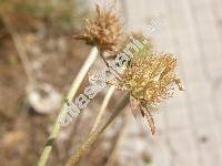 Scabiosa canescens Waldst. et Kit. (Scabiosa suaveolens Desf. ex DC., Columbaria canescens (Waldst. et Kit.) J. et C. Presl, Asterocephalus suaveolens (Desf.) Wallr.)