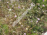 Scabiosa canescens Waldst. et Kit. (Scabiosa suaveolens Desf. ex DC., Columbaria canescens (Waldst. et Kit.) J. et C. Presl, Asterocephalus suaveolens (Desf.) Wallr.)