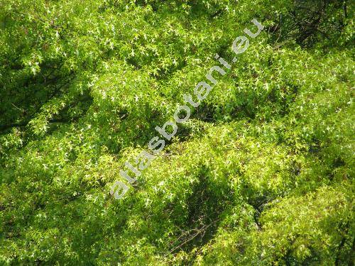 Quercus palustris Muenchh. (Quercus palustris M�nchh., Quercus rubra var. palustris Kuntze)