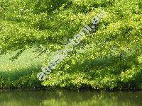 Quercus palustris Muenchh. (Quercus palustris M�nchh., Quercus rubra var. palustris Kuntze)