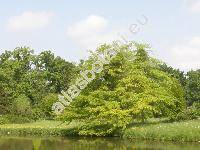 Quercus palustris Muenchh. (Quercus palustris M�nchh., Quercus rubra var. palustris Kuntze)