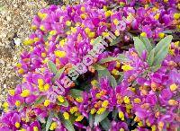 Polygala chamaebuxus 'Grandiflora' (Polygaloides chamaebuxus (L.) Schwarz)