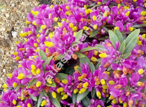 Polygala chamaebuxus 'Grandiflora' (Polygaloides chamaebuxus (L.) Schwarz)