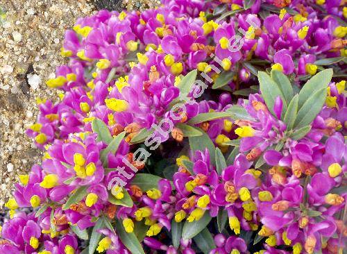 Polygala chamaebuxus 'Grandiflora' (Polygaloides chamaebuxus (L.) Schwarz)