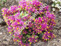 Polygala chamaebuxus 'Grandiflora' (Polygaloides chamaebuxus (L.) Schwarz)