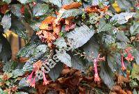 Fuchsia cinerea Berry