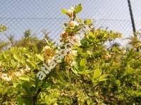 Berberis aggregata Schneid. (Berberis gerardi Veitch.)