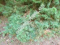 Juniperus chinensis L. (Sabina chinensis (L.) Cupress)