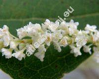 Reynoutria x bohemica (Polygonum, Fallopia)