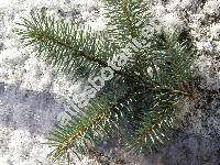 Picea pungens Engelm.