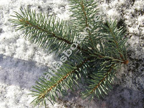 Picea pungens Engelm.