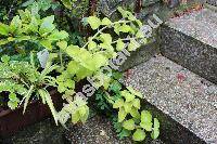 Plectranthus amboinicus (Lour.) Spreng. (Coleus aromaticus Benth.)