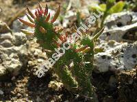 Opuntia subulata 'Monstrose' (Austrocylindropuntia subulata (Mhl.) Back., Pereskia subulata Mhlenp., Opuntia subulata 'Monstrosa')