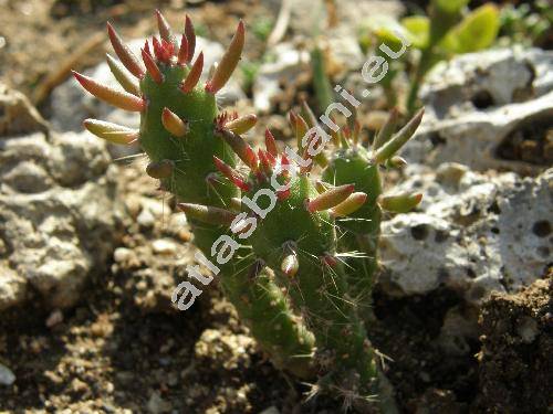 Opuntia subulata 'Monstrose' (Austrocylindropuntia subulata (Mhl.) Back., Pereskia subulata Mhlenp., Opuntia subulata 'Monstrosa')