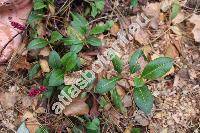 Bistorta affinis (Don) Soj. (Polygonum affine Don, Persicaria affinis)