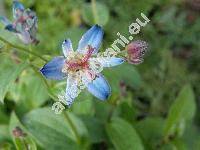 Tricyrtis 'Blue Wonder'