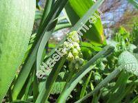 Bellevalia 'Green Pearl' (Muscari,  Bellevalia pycnantha 'Green Pearl')