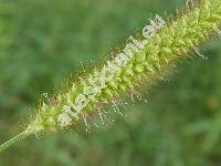 Setaria pumila (Poir.) Roem. et Schult. (Setaria glauca (L.) Beauv., Setaria glauca auct., Panicum pumilum Poir.)