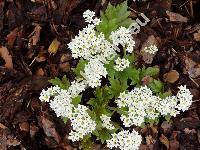 Mukdenia rossii 'Karasuba' (Mukdenia rossii (Oliv.) Koidz., Saxifraga rossii Oliv.)