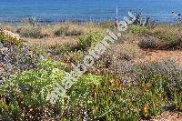 Euphorbia paralias L. (Tithymalus)