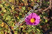 Cistus creticus L. (Cistus incanus auct.)