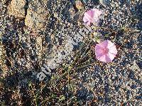 Convolvulus elegantissimus Mill.