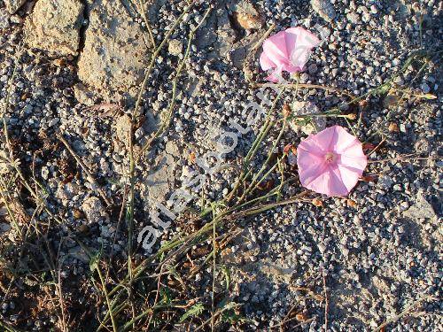 Convolvulus elegantissimus Mill.