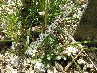 Cardamine hirsuta L.