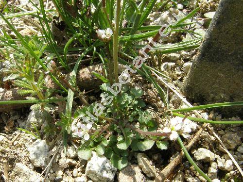 Cardamine hirsuta L.