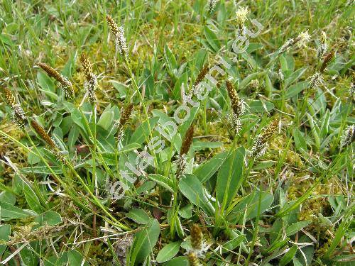 Carex ericetorum Poll. (Vignea)