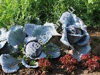 Brassica oleracea var. capitata 'Ruby Perfection'