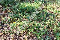 Persicaria minor (Huds.) Opiz (Polygonum minus Huds.)