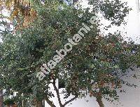 Quercus canariensis L. (Quercus mirbeckii Dur., Quercus gibraltarica Koch, Quercus carpinifolia Senn.)