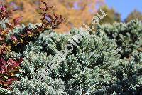 Juniperus squamata 'Blue Star'