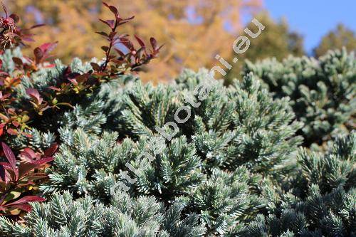 Juniperus squamata 'Blue Star'