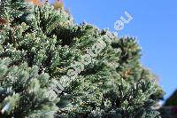 Juniperus squamata 'Blue Star'