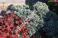 Juniperus squamata 'Blue Star'