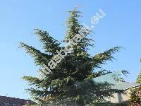 Cedrus deodara (Roxb.) Don (Pinus, Abies)
