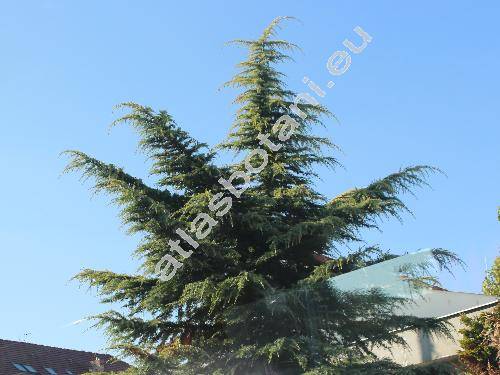 Cedrus deodara (Roxb.) Don (Pinus, Abies)