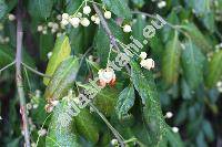 Euonymus phellomanus Loes. ex Diels (Euonymus phellomana Loes. ex Diels)