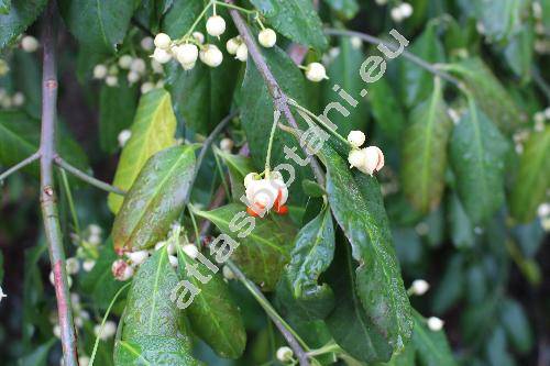 Euonymus phellomanus Loes. ex Diels (Euonymus phellomana Loes. ex Diels)