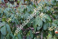 Euonymus phellomanus Loes. ex Diels (Euonymus phellomana Loes. ex Diels)